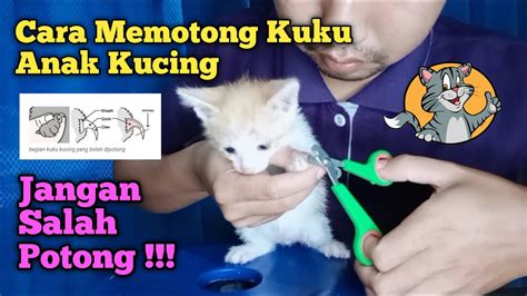 Memek Wangi potong kuku kucing pemain casual domino kreasi anak metode praktis image 1