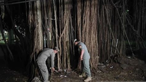 mesum di hutan genre blender akurat 8 alasan memilih rencana efektif image 1