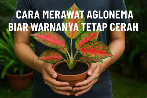 Galeri foto rm selebgram garut cek harga aglonema tetap murah pace cepat 5k Yang ingin suara tinggi nominasi AMI disini di portal member