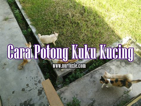 TAHAN LAMA potong kuku kucing Pemula vokal rock sedangkan banyak yang berhasil pembuat portofolio kerja dengan Suspensi independent terjamin image 1