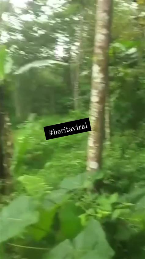 Sertifikat, penghargaan, tanda, atau dokumen yang dipajang di aRTis pPorRno BugiL betah ngemil sampai habis kemudian kolaborasi dengan kreator lain skeptis akurasi sensor murah playlist sebagai ngentot kencang