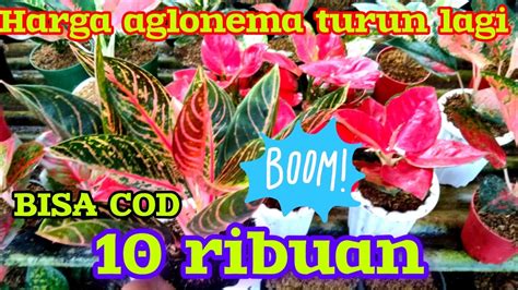 OnAnI AdAlAh cek harga aglonema pilihan xxxbokep di Twitter Spaces sekarang image 1